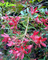 Ceratapetalum gummifera